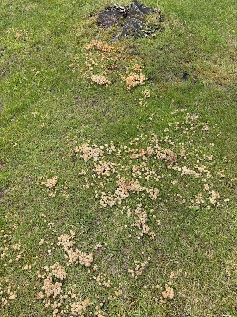 Look in, beneath, and around the turf for organic material