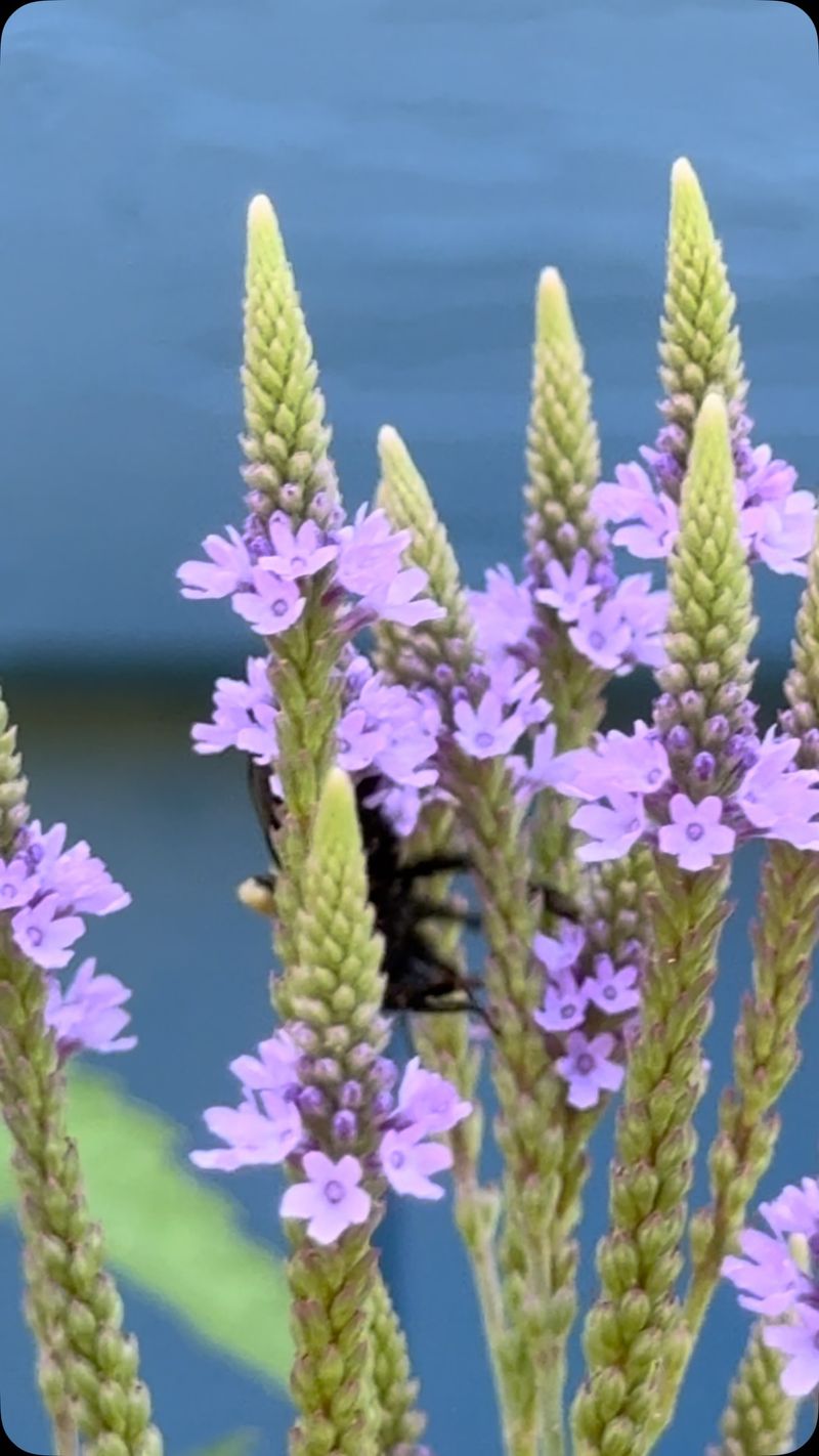 Lookalikes Make a Purple Lawn Color Unreliable Lookalikes Make a Purple Lawn Color Unreliable