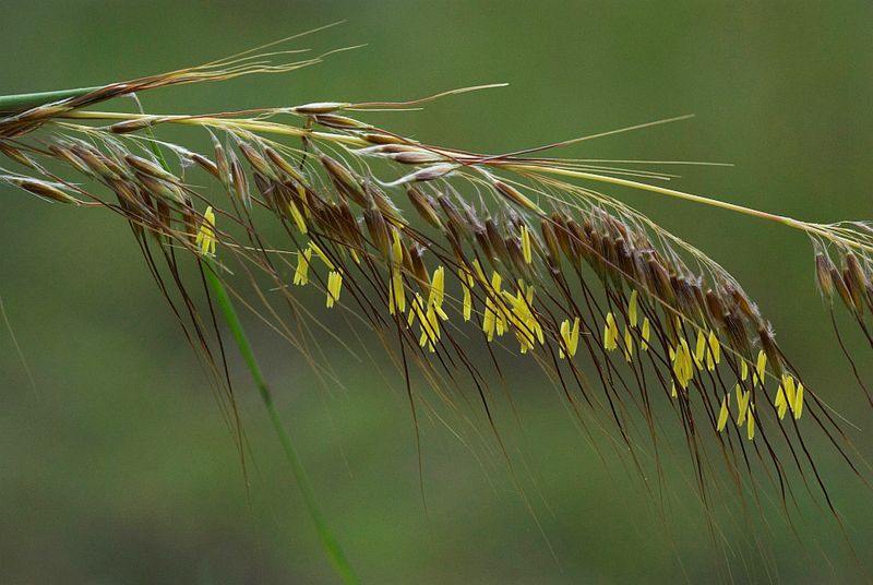 Lopsided Indiangrass Lopsided Indiangrass