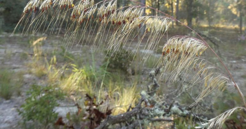 Lopsided Indiangrass