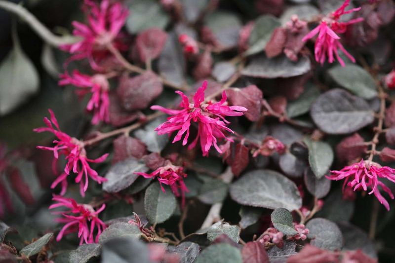Loropetalum (Chinese Fringe Flower)