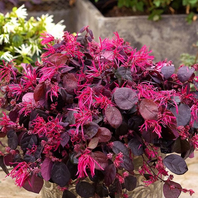 Loropetalum (Chinese Fringe Flower)