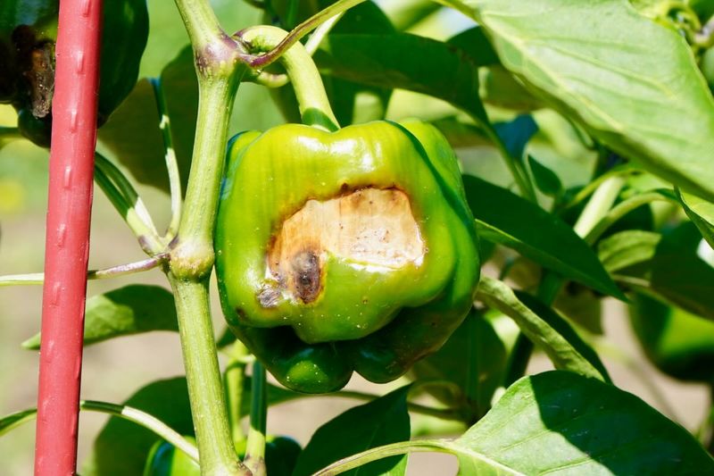 Lost foliage exposes developing peppers to intense heat