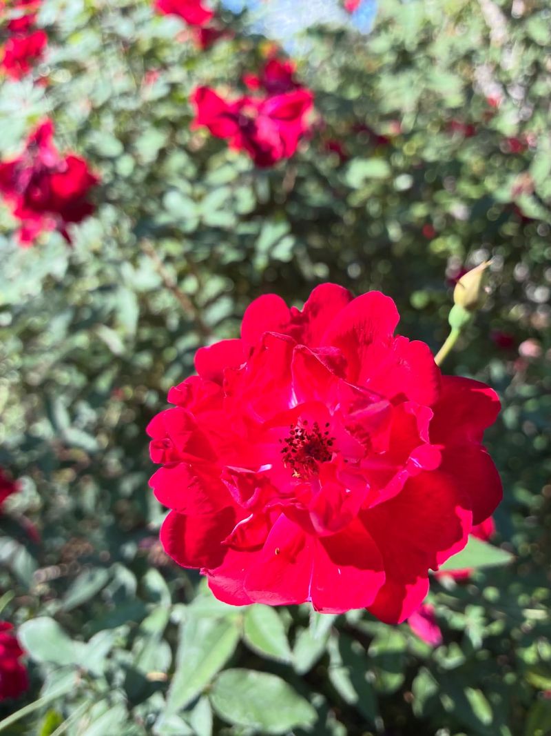 Louis Philippe Rose