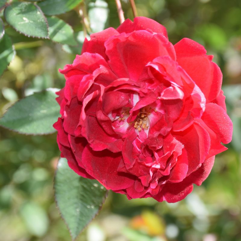 Louis Philippe
