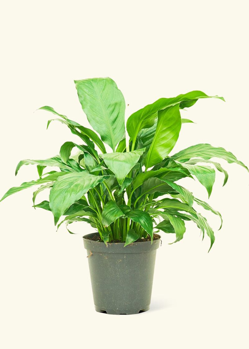Low light can keep a peace lily green without supporting reliable flowering