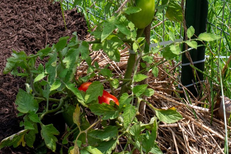 Lower next season's risk with steadier care and suitable varieties Lower next season's risk with steadier care and suitable varieties