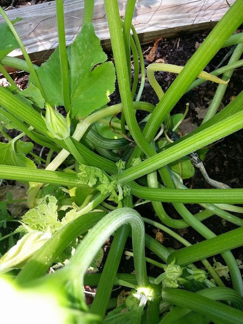 Lush foliage can signal excess nitrogen—but it does not identify the rot