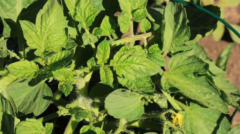 Lush foliage makes nitrogen worth checking—but not blaming Lush foliage makes nitrogen worth checking—but not blaming