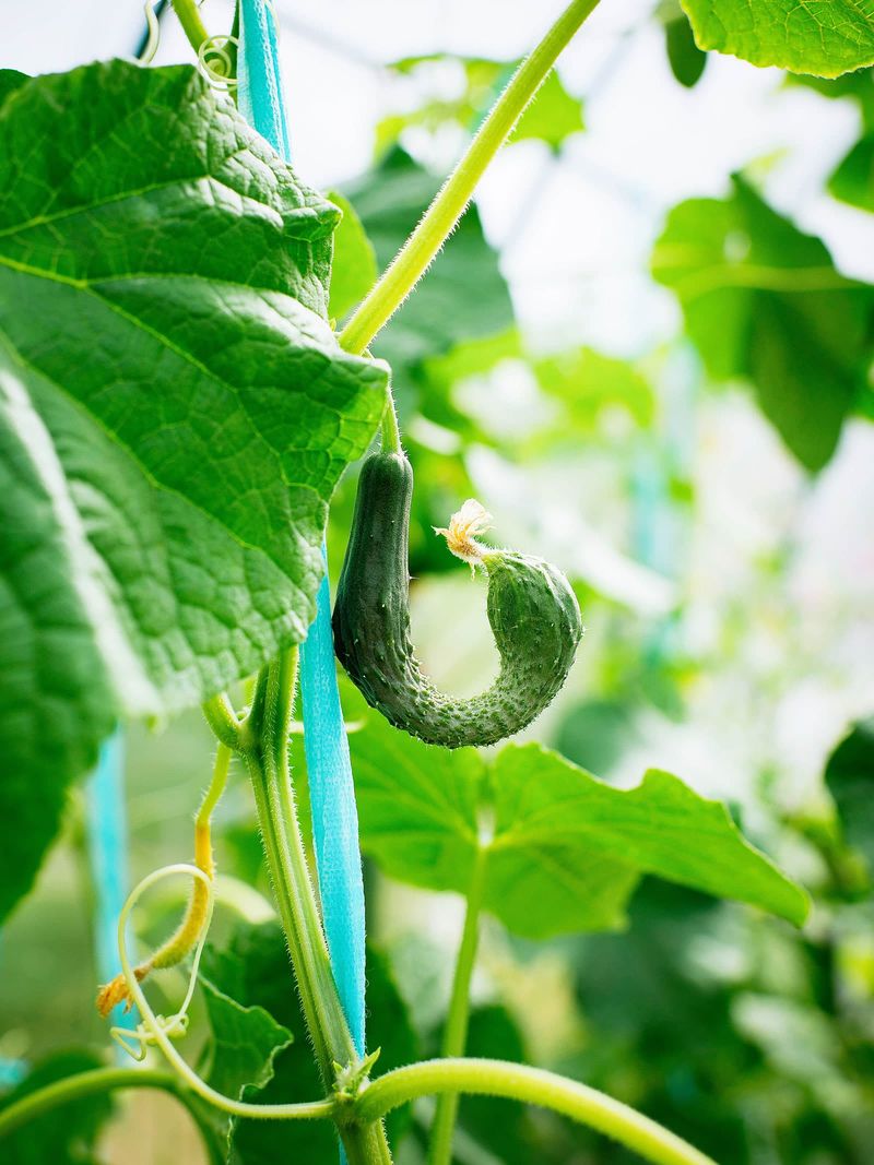 Lush vines do not prove the fruit avoided stress