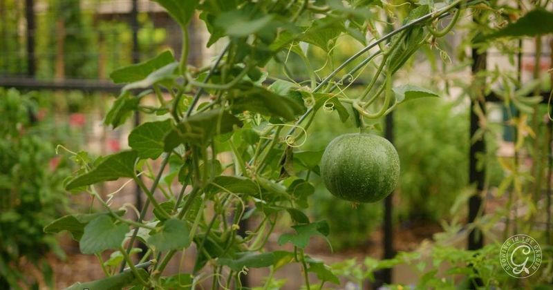 Lush vines make nitrogen plausible, not certain Lush vines make nitrogen plausible, not certain