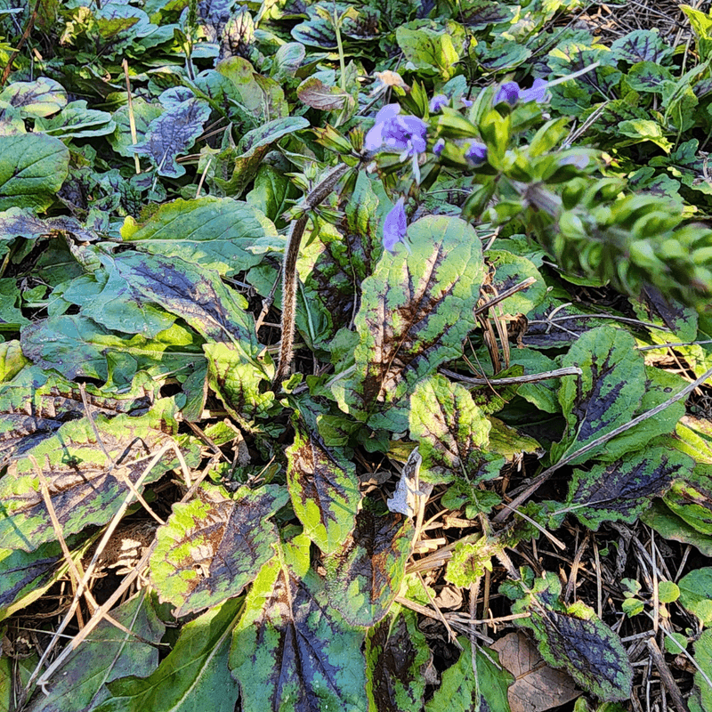 Lyreleaf Sage
