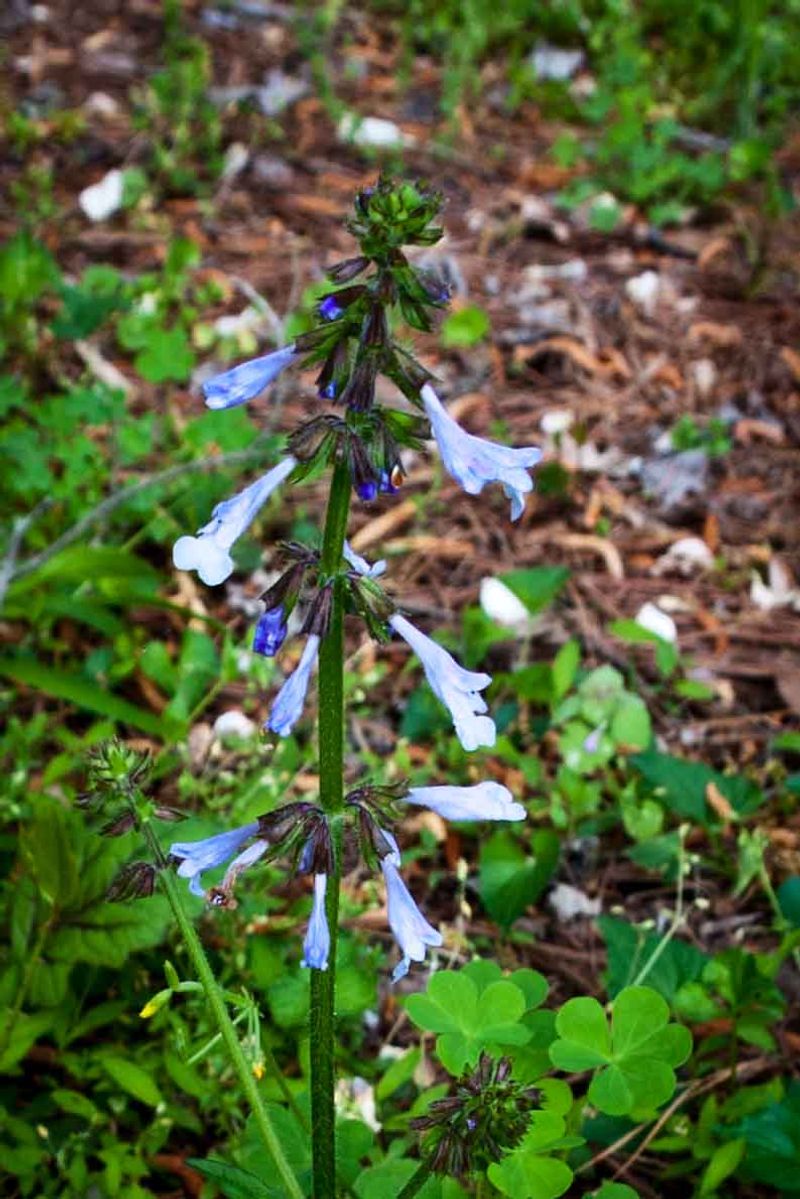 Lyreleaf Sage