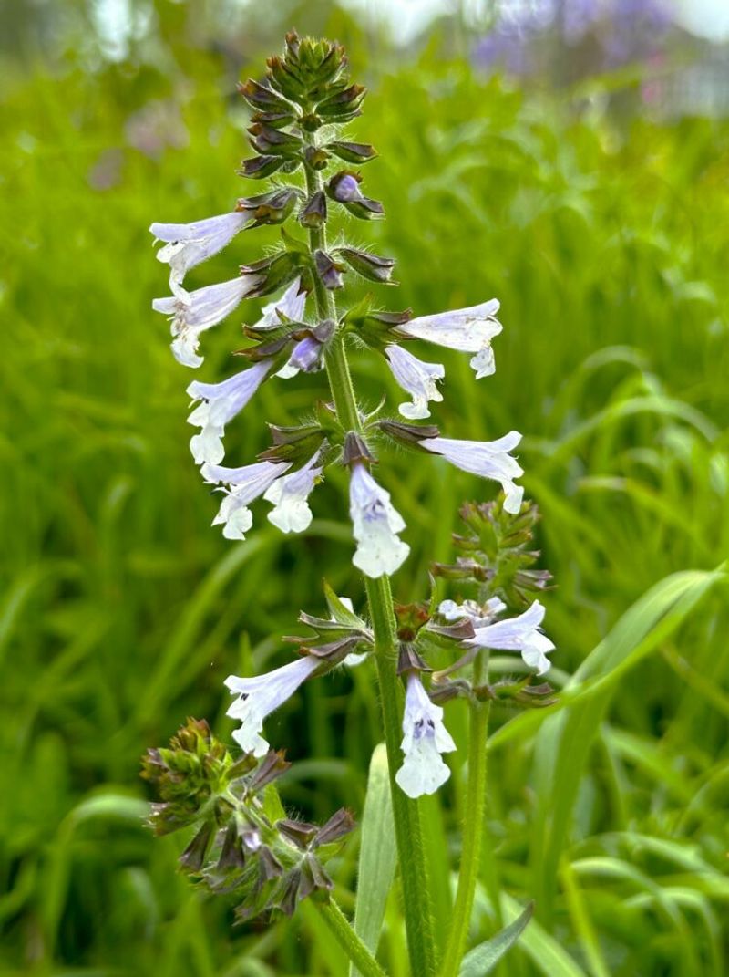 Lyreleaf Sage