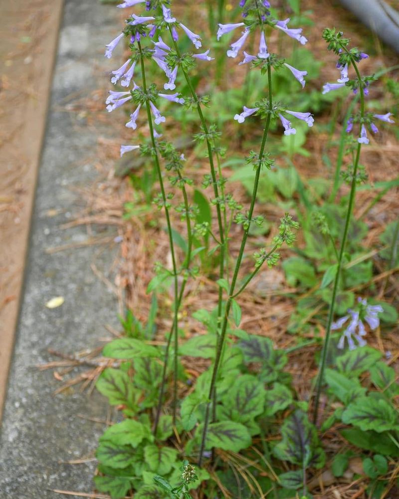 Lyreleaf Sage