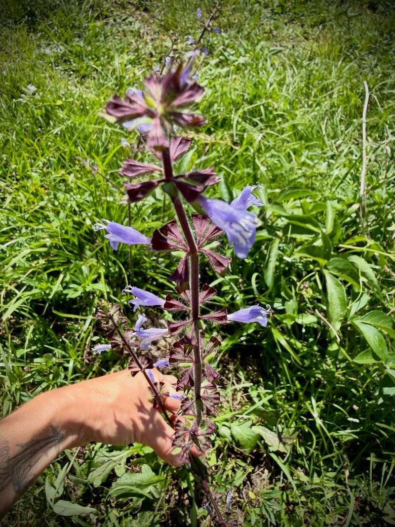 Lyreleaf Sage