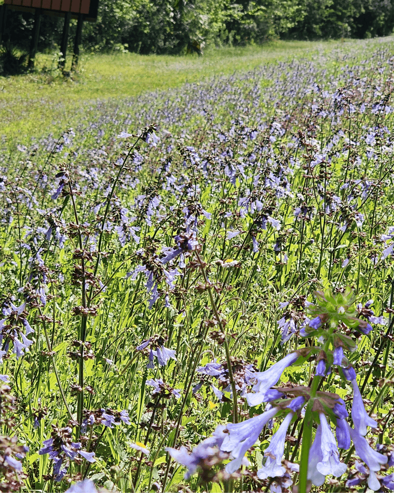 Lyreleaf Sage