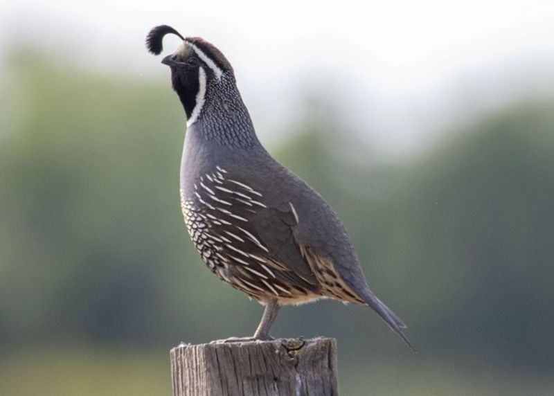 Maintain compatible habitat without expecting a permanent covey