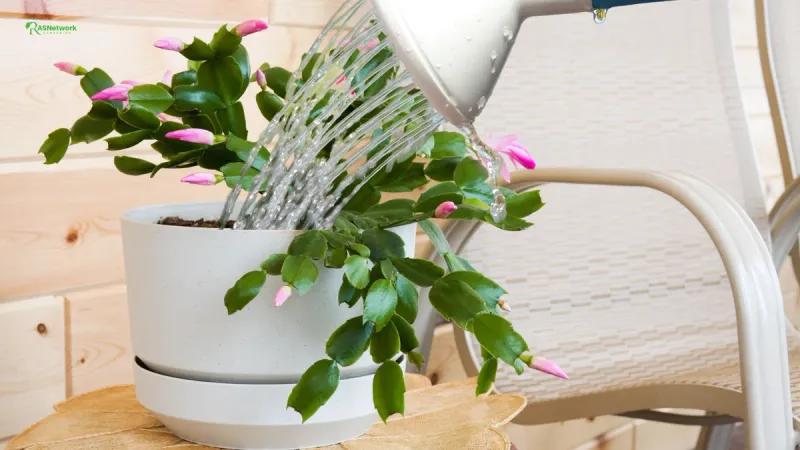 Maintain healthy roots while the plant sets buds Maintain healthy roots while the plant sets buds