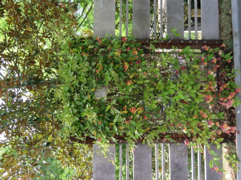 Maintain the Vine and Protect the Home