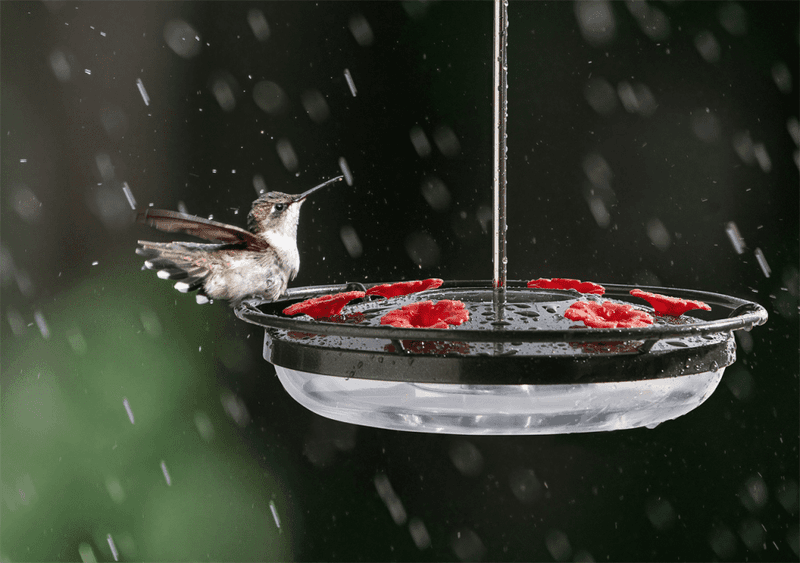 Maintain the barrier and support wild hummingbirds