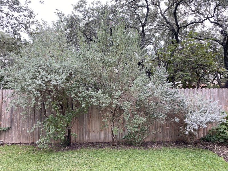 Maintain the border without creating dense cover