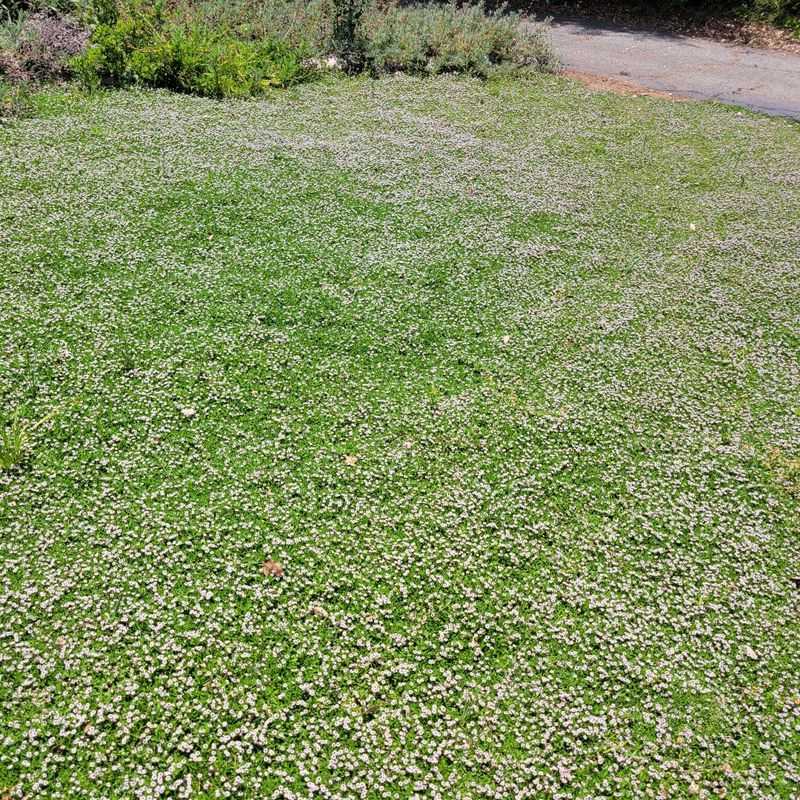 Maintain the cover through growth, drought, and dormancy