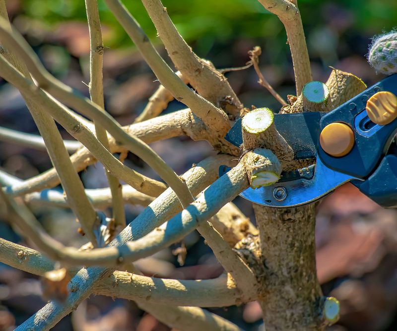 Maintenance protects both the planting and the edge