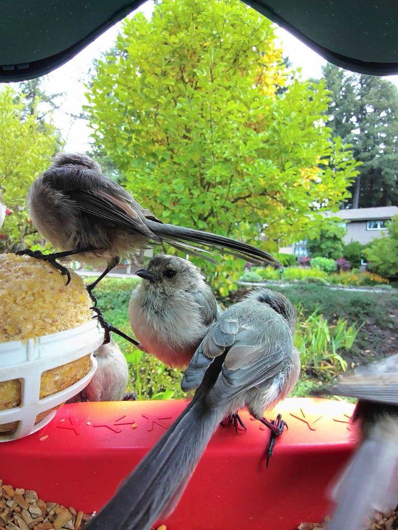 Make Bushtits one part of a balanced yard