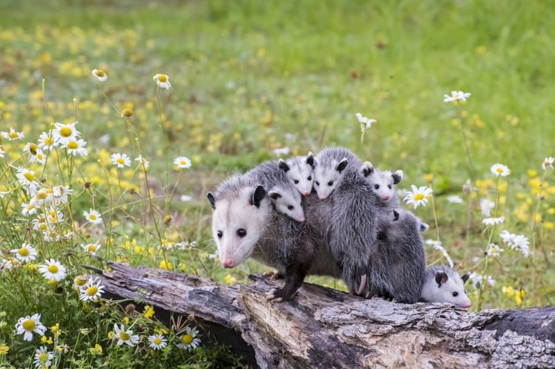 Make Your Yard Wildlife-Friendly Without Making It Messy