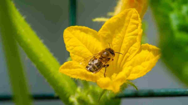 Make natural pollination easier