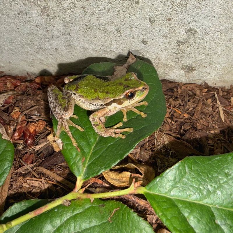 Make the Sighting a Small, Responsible Garden Cue