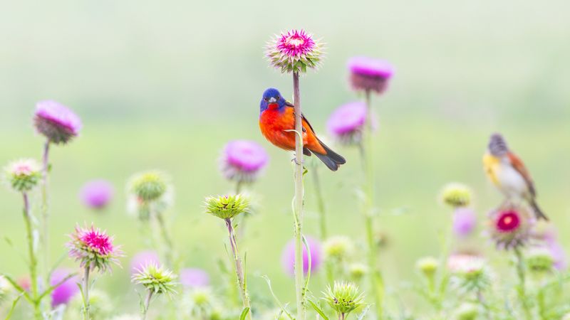 Make the Yard More Suitable—Not Guaranteed to Bring Birds Back Make the Yard More Suitable—Not Guaranteed to Bring Birds Back