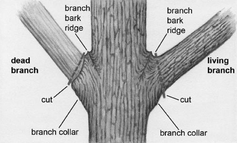 Make the cut at the branch’s origin