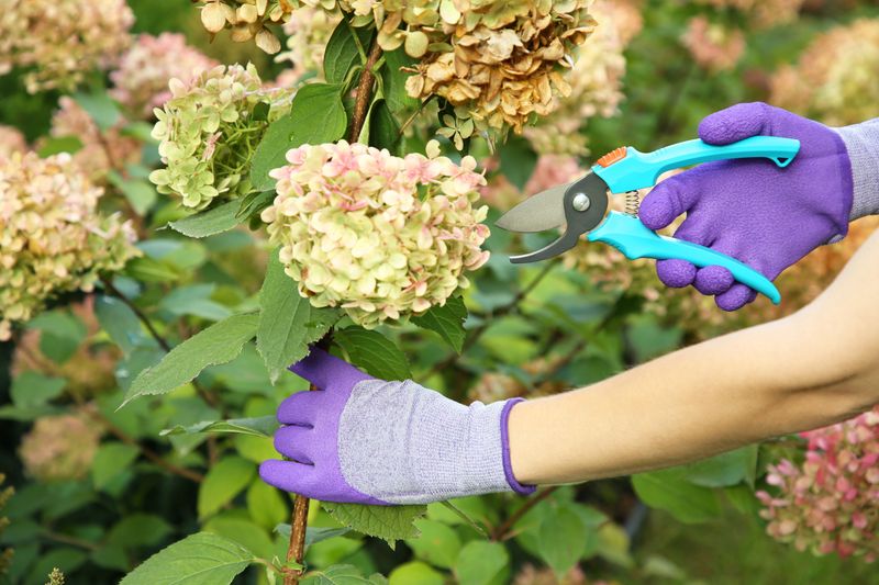 Make the cut while a rebloom still has time to develop