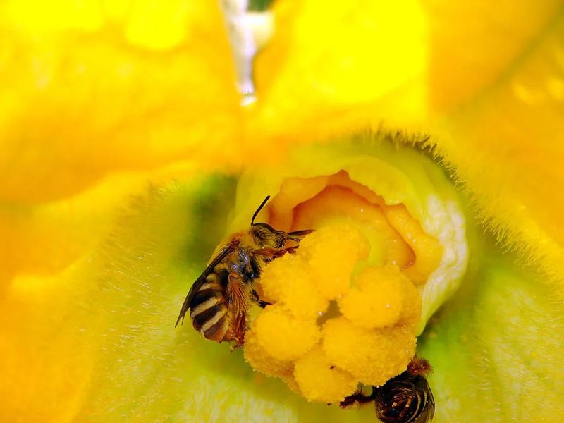Make the garden accessible to pollinators