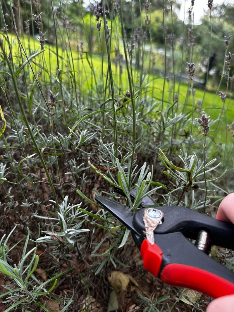 Make the general cut inside the green growth