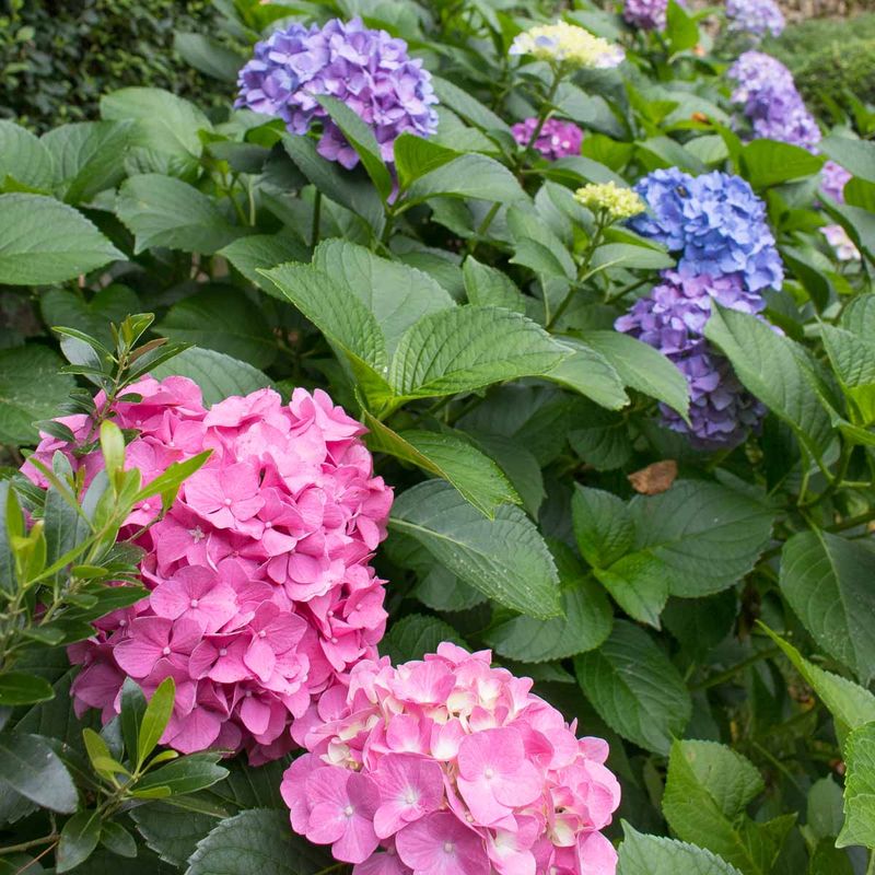 Make the next bloom cycle a diagnosis, not a gamble