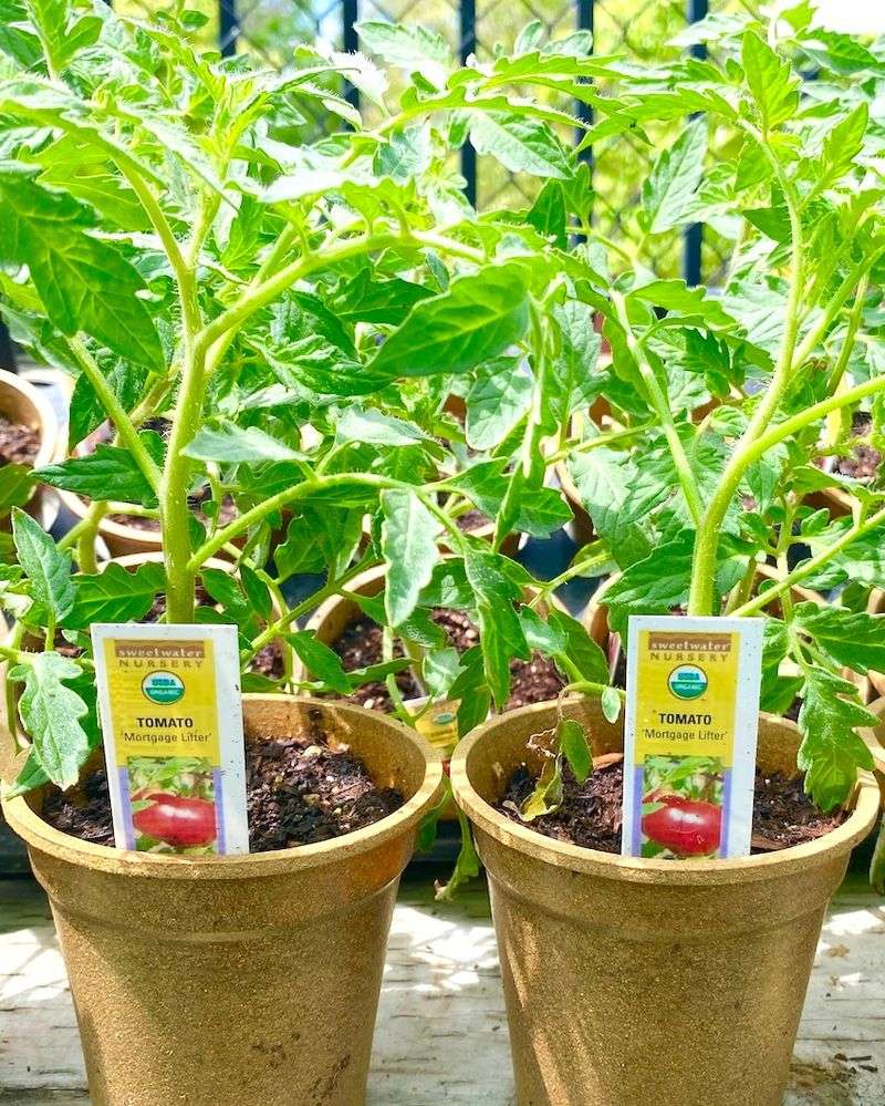 Make the practical choice and plant promptly Make the practical choice and plant promptly