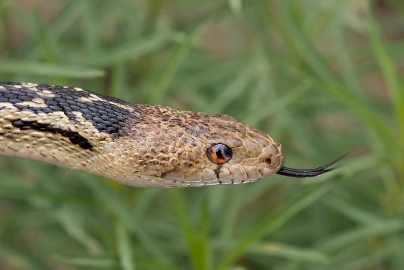 Make the snake one useful part of your pest plan