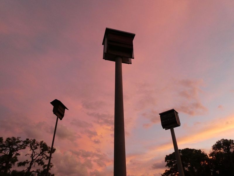 Make the surrounding yard useful to bats and insects Make the surrounding yard useful to bats and insects