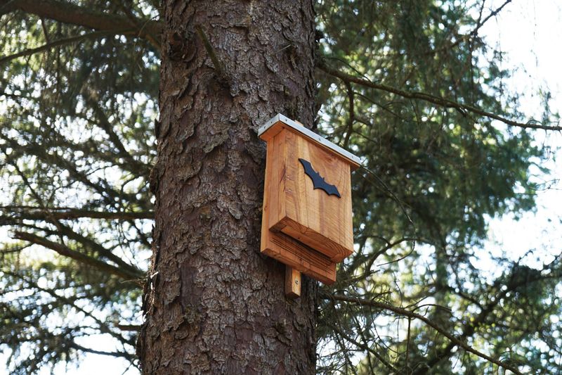 Make the surrounding yard useful to bats