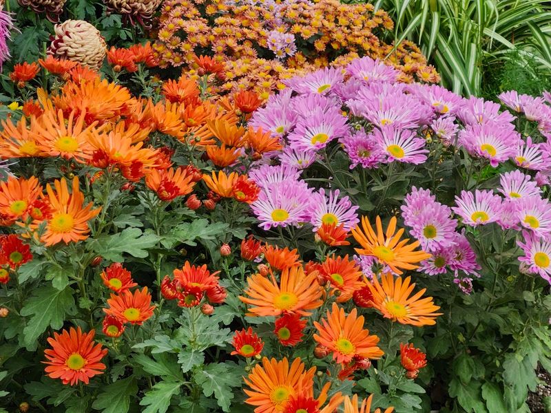 Make the timing decision that fits your garden Make the timing decision that fits your garden