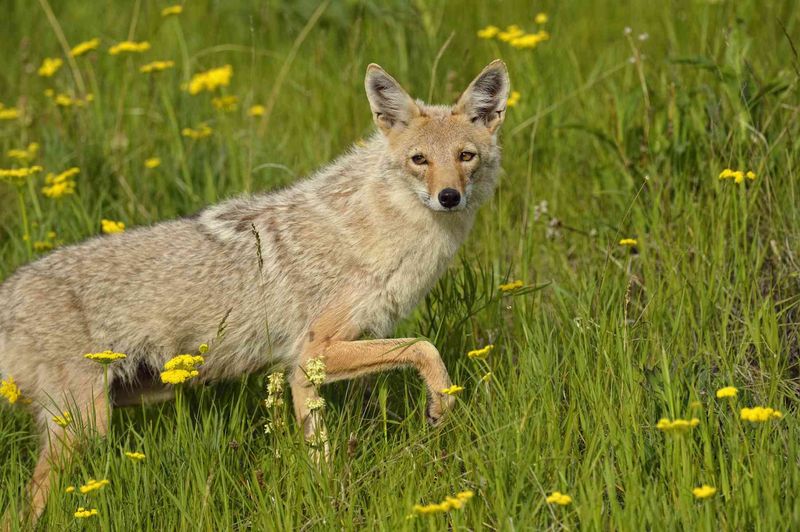 Make the yard less rewarding without removing its wildlife value Make the yard less rewarding without removing its wildlife value