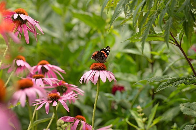 Make the yard more firefly-friendly, not magically restored