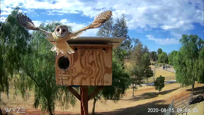 Make the yard safer for the owls you hope to attract Make the yard safer for the owls you hope to attract