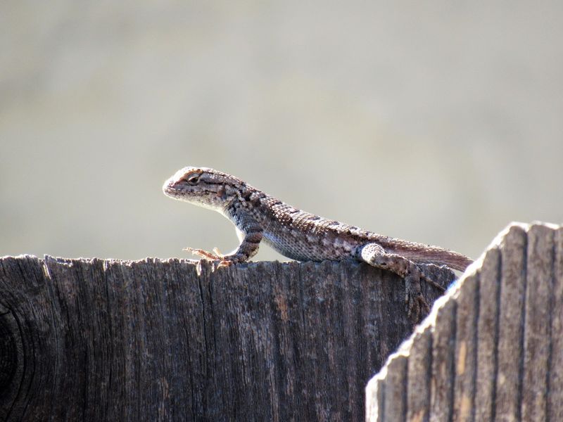 Make the yard usable for lizards that arrive naturally