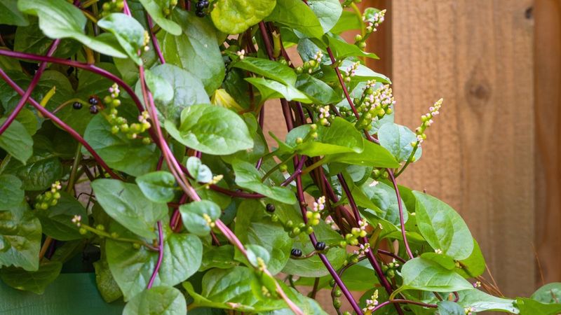 Malabar Spinach