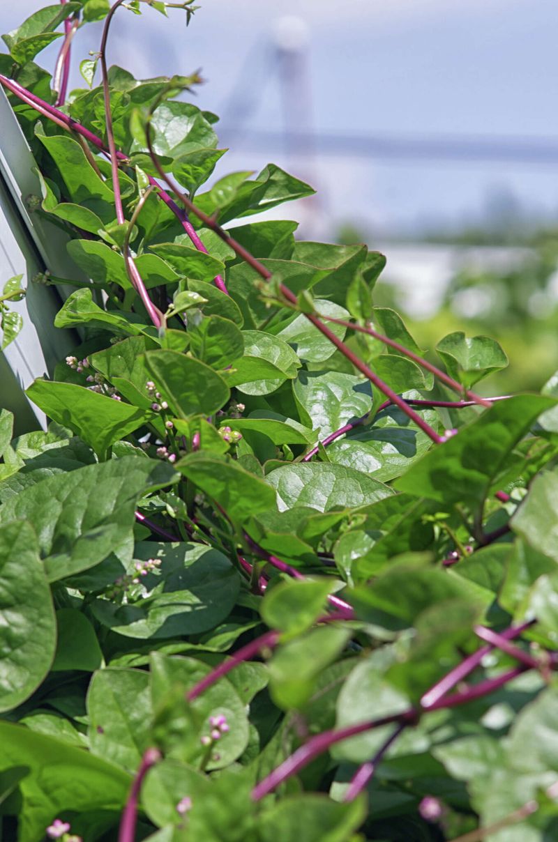 Malabar Spinach Malabar Spinach