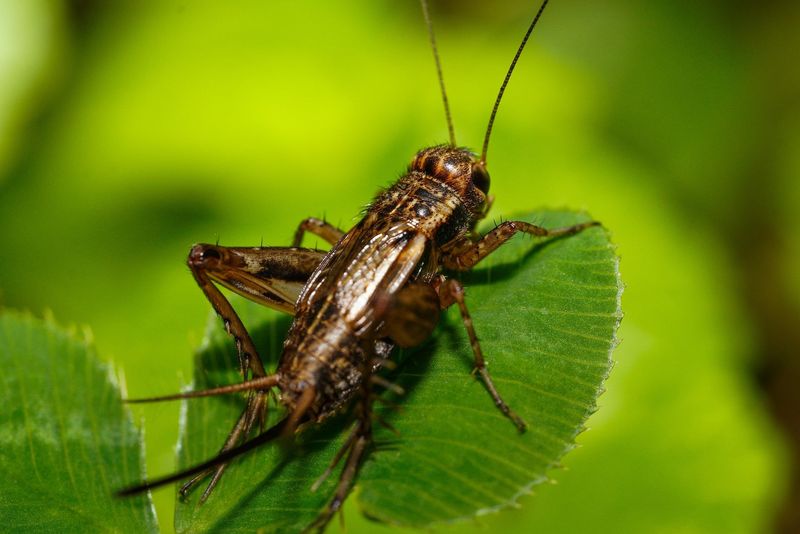 Male Calling Creates the Nighttime Chorus Male Calling Creates the Nighttime Chorus